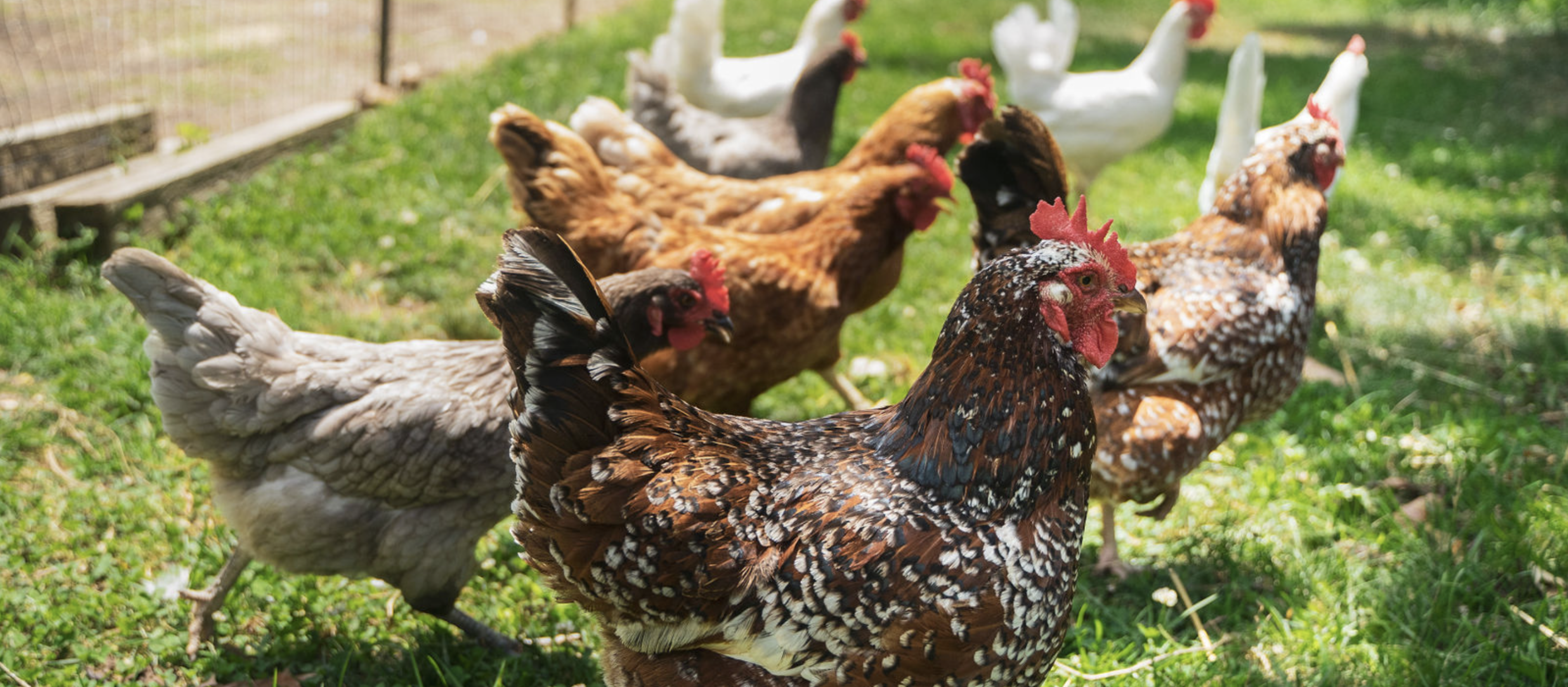 Photo of Chickens